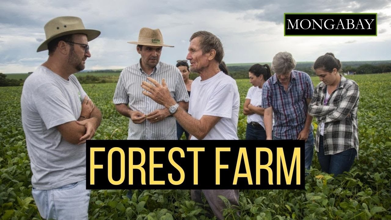Syntropical agriculture system aims to reduce unsustainable agriculture in Brazil