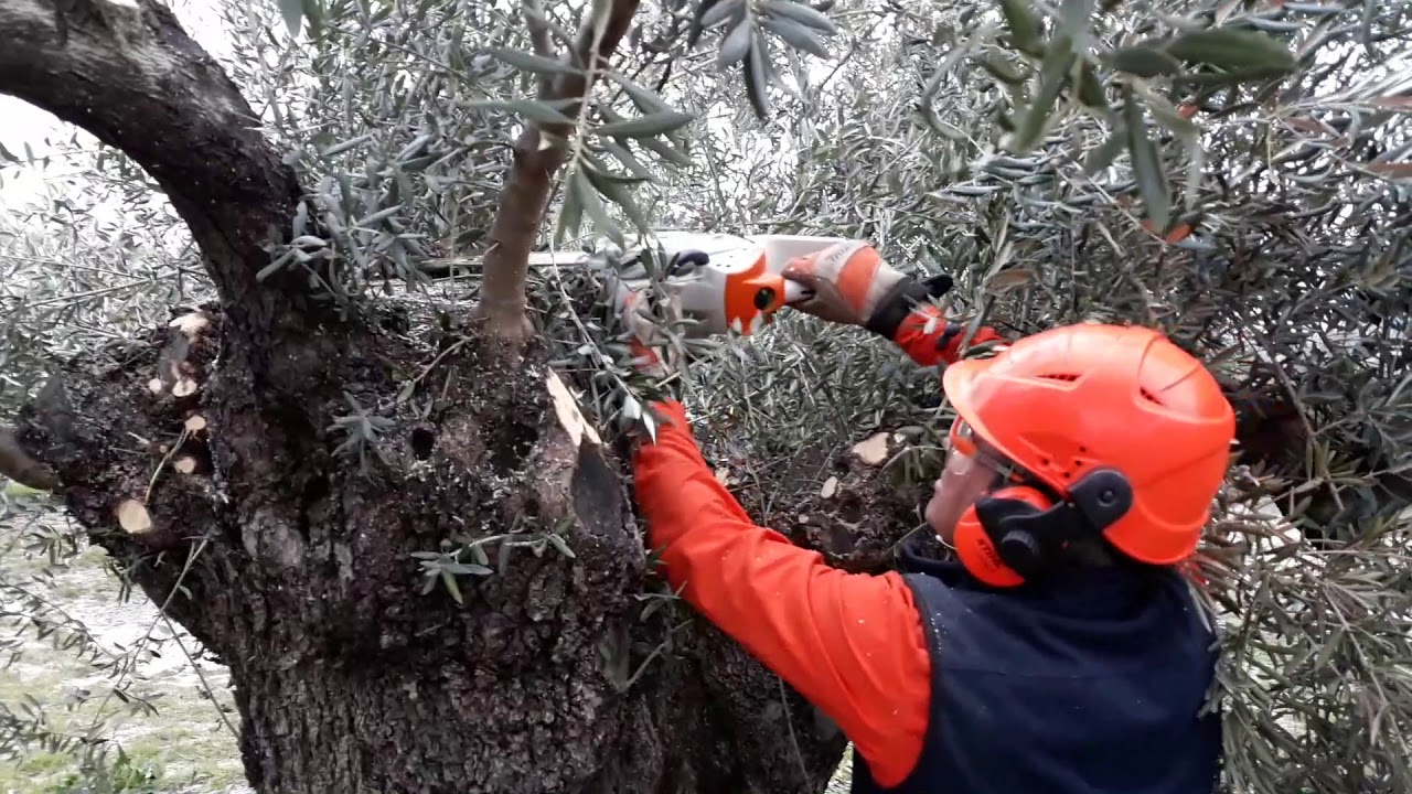 PODA OLIVO JAÉN ALCAUDETE VÍDEO 5 BIS