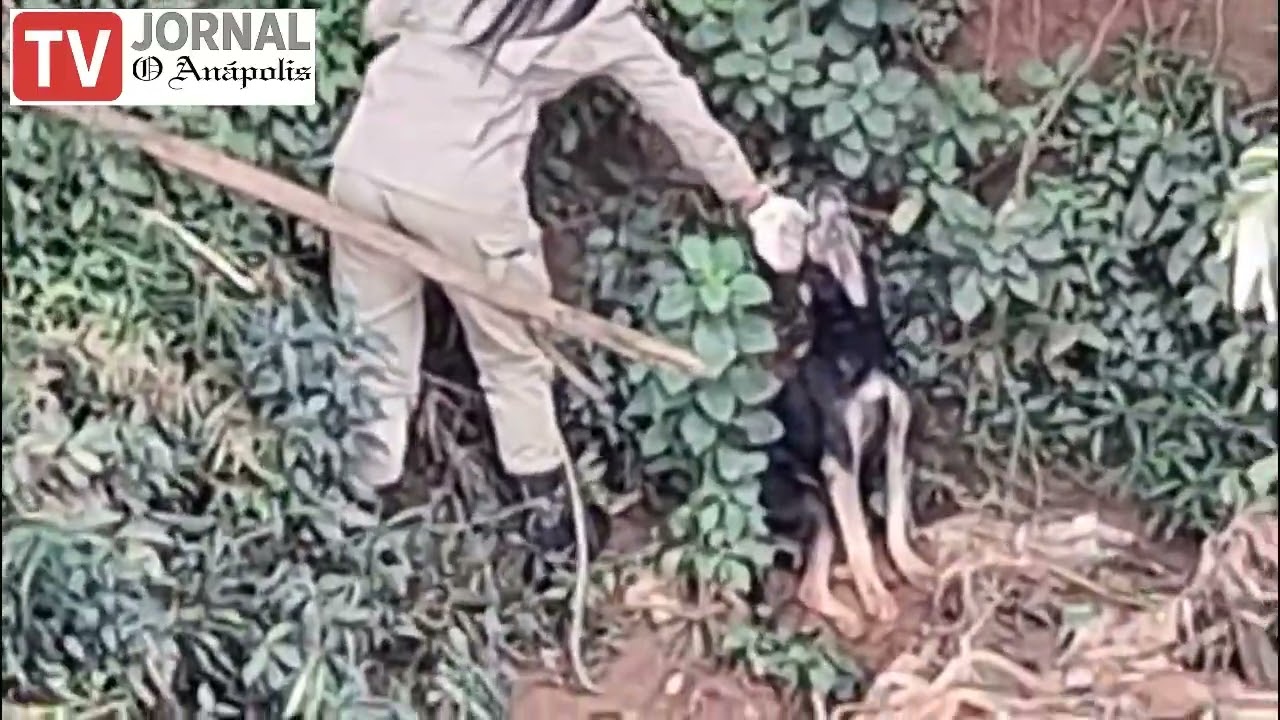 Resgate de um cachorro no Córrego das Antas