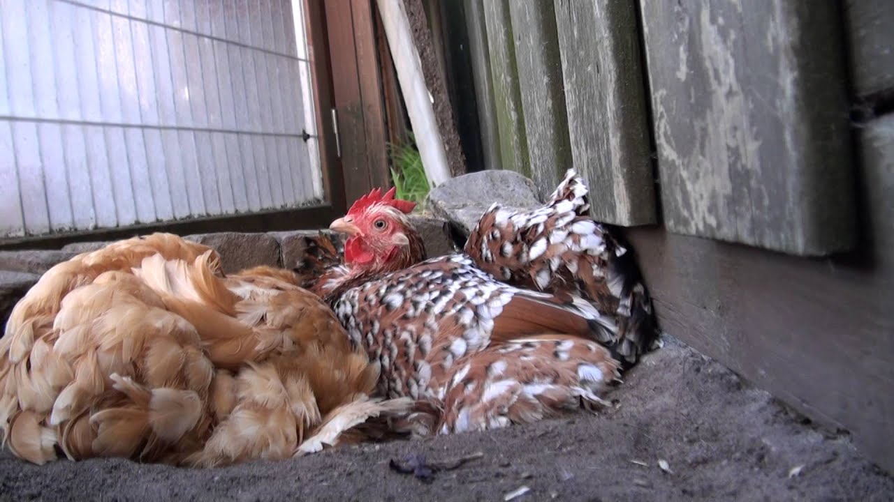 kippen heelijk genieten van het weer Cochin kriel