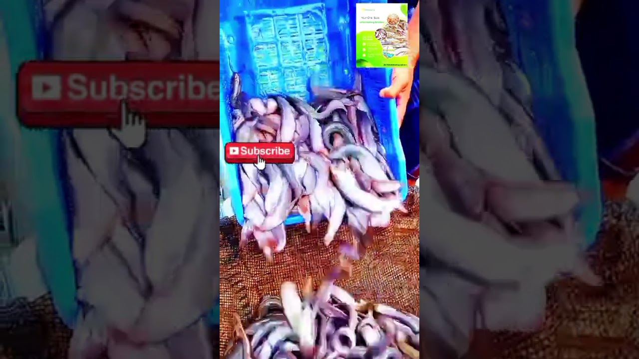 আজকের শিং মাছের বাজার দর ২০২৫  Shing Fish Price Today  মাছের বাজার আপডেট