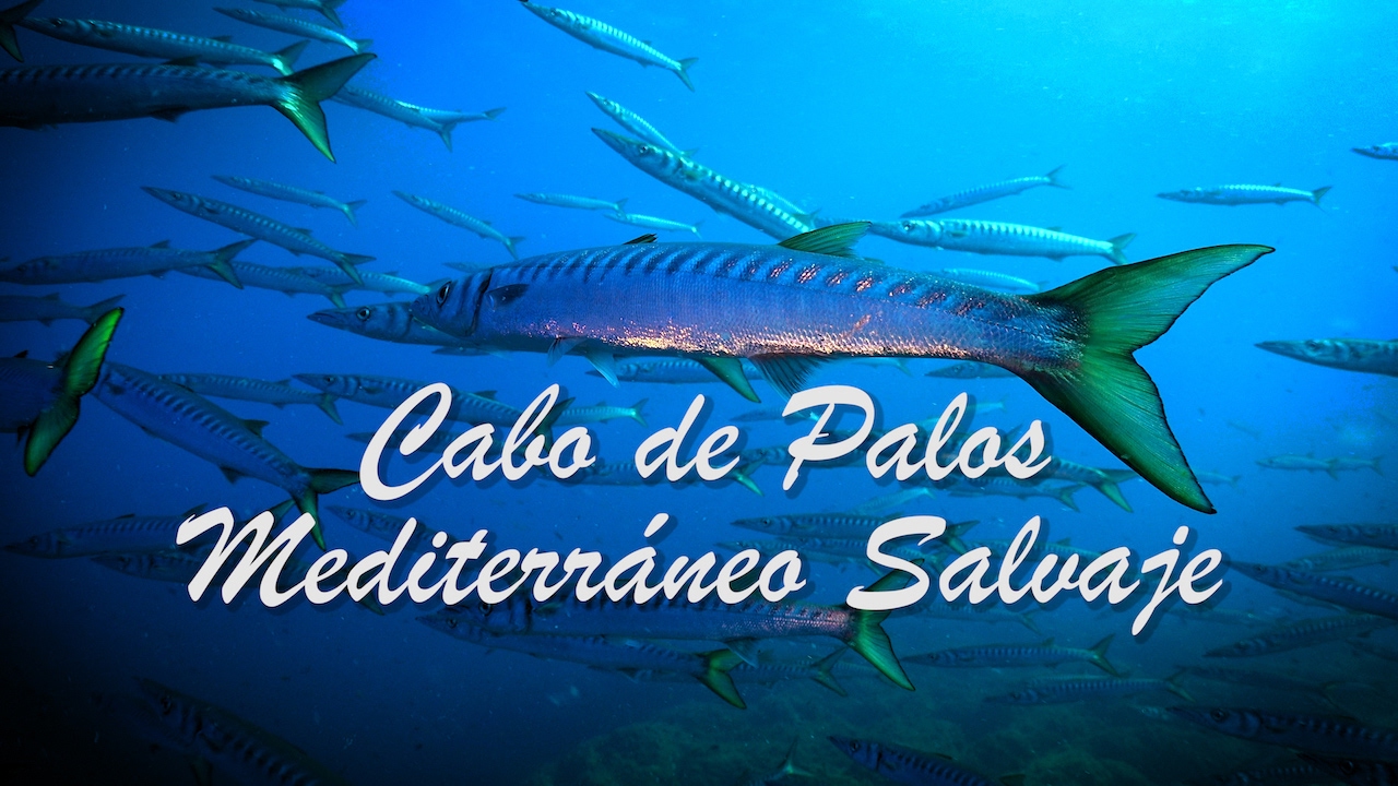 BUCEO EN CABO DE PALOS 🐳 4K *Mediterráneo Salvaje*