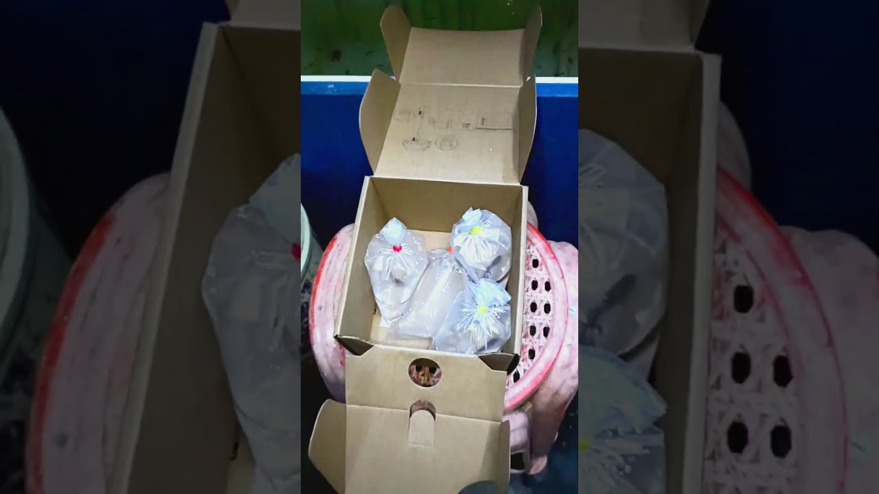 Unboxing//Barongasai and red galaxy//most expensive fish//ஐய்யோ இவரா😱//#betta #Barongasai #aquarium