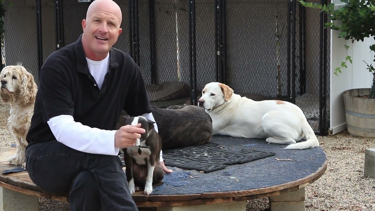 Leonard is talking about a Boston bull Terrier aggressive behavior