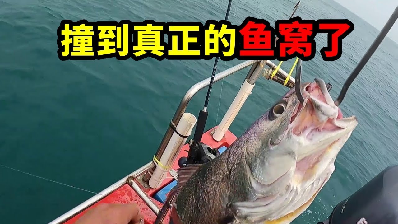捅到真正的魚窩了，一冰箱都放不下 #大熱門#釣魚#海釣