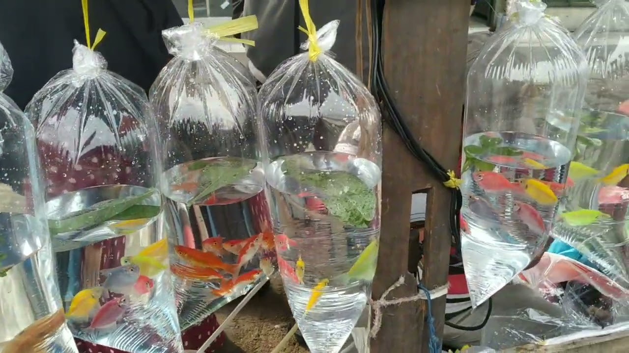 IKAN HIAS DIPASAR TRADISIONAL BAGUS DAN CANTIK !! 
