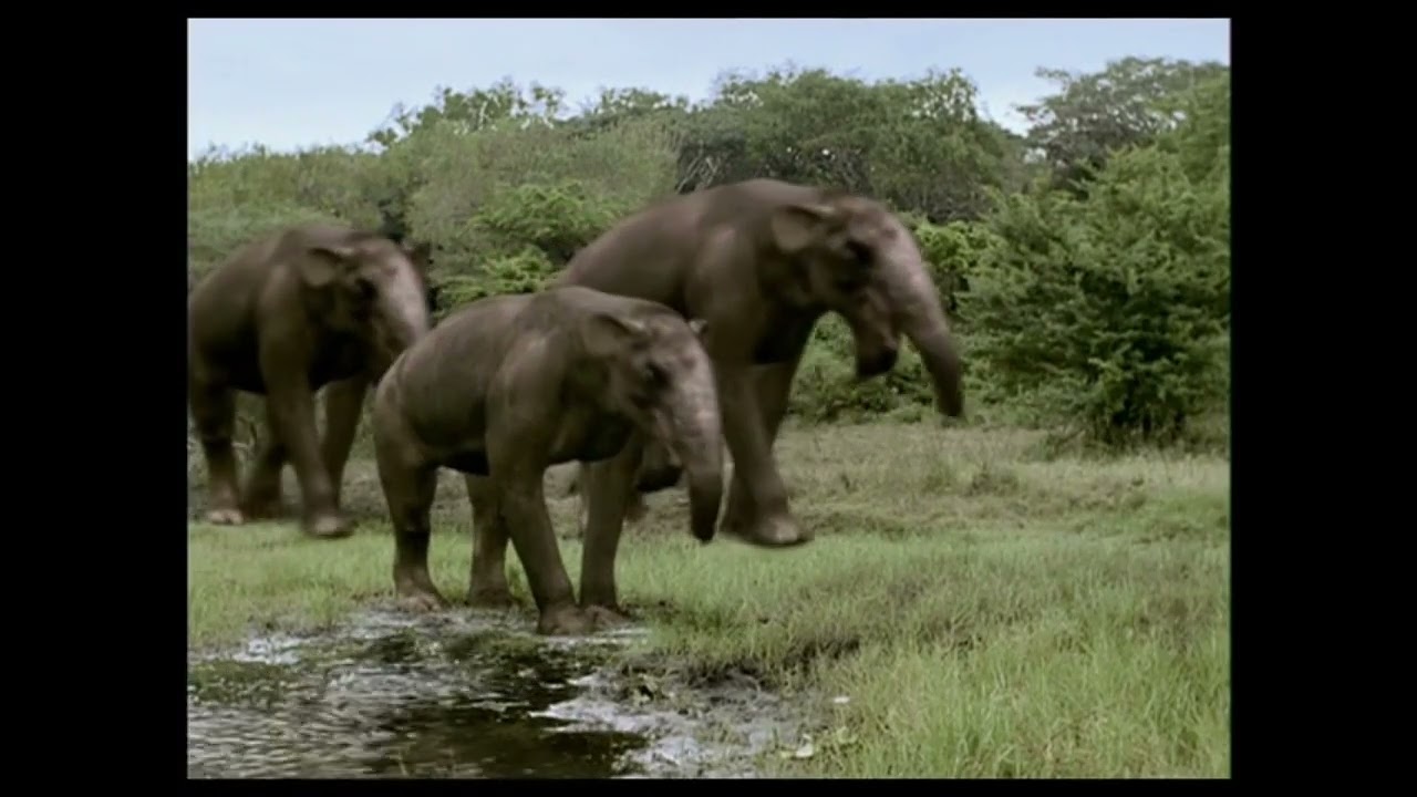 Prehistoric Planet Season 2, Stand up and Be an Ape Part 2
