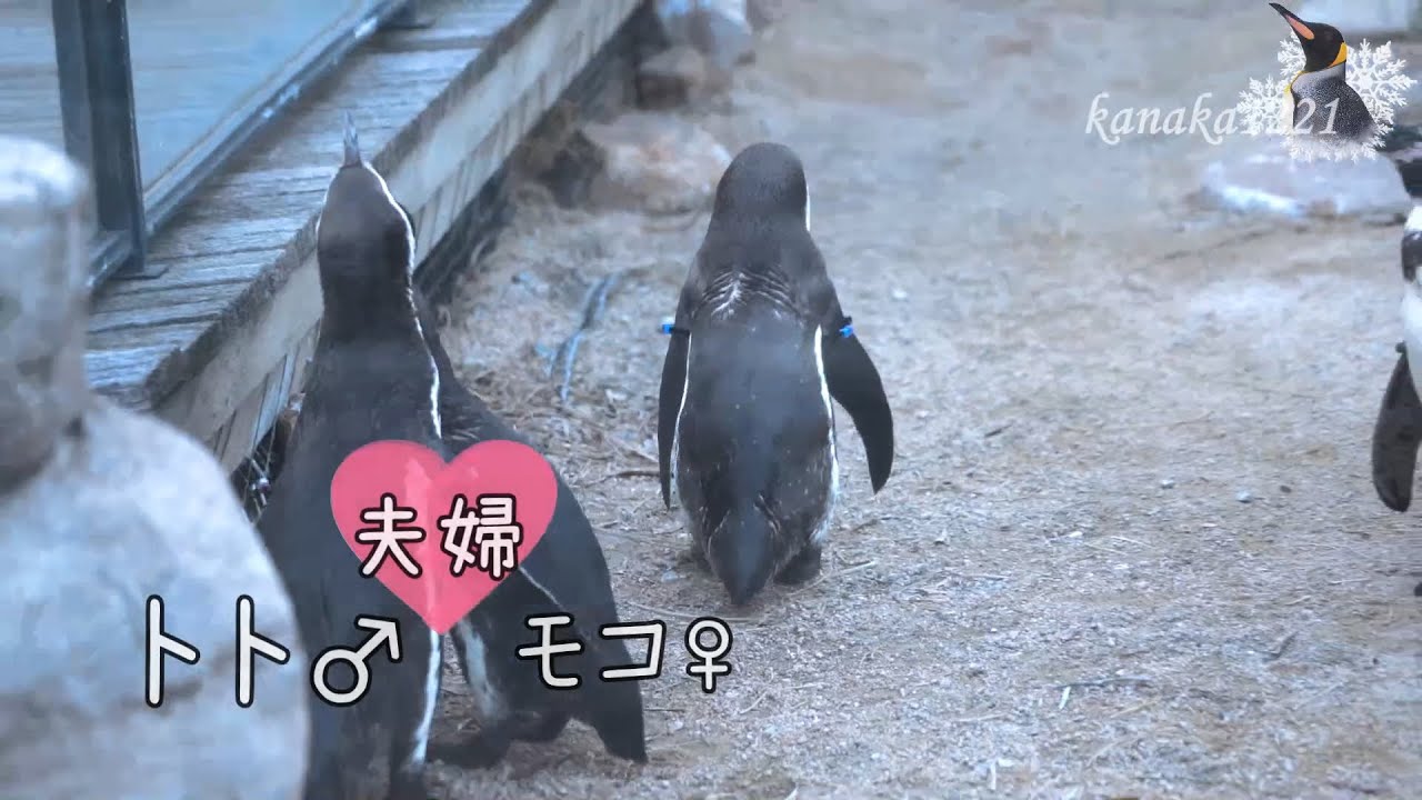 海響館 夫に見切りをつけ、新たなオスとペアになったペンギン
