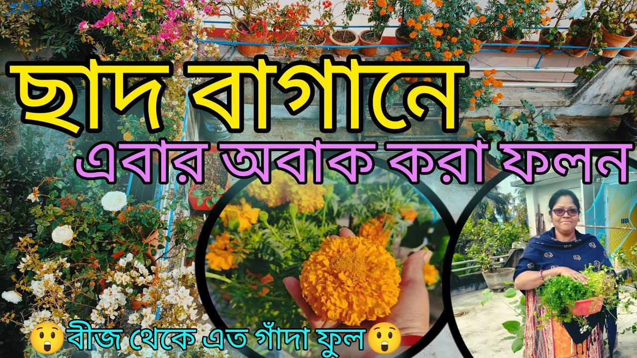 🪴ছাদ বাগানে এবার অবাক করা ফলন🌳 
