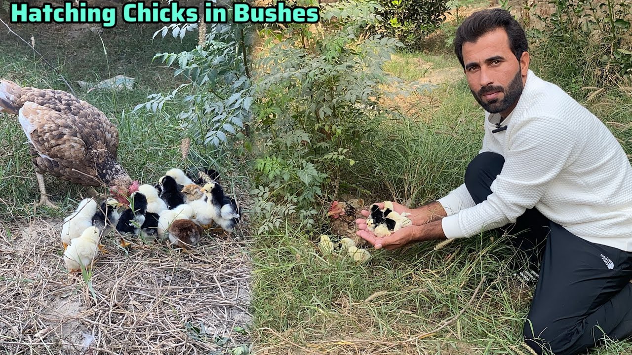 Murgi na Jahriaon mai Eggs dy k Chicks Nikal Liy 🐣 Hen is hatching chicks in the bushes 