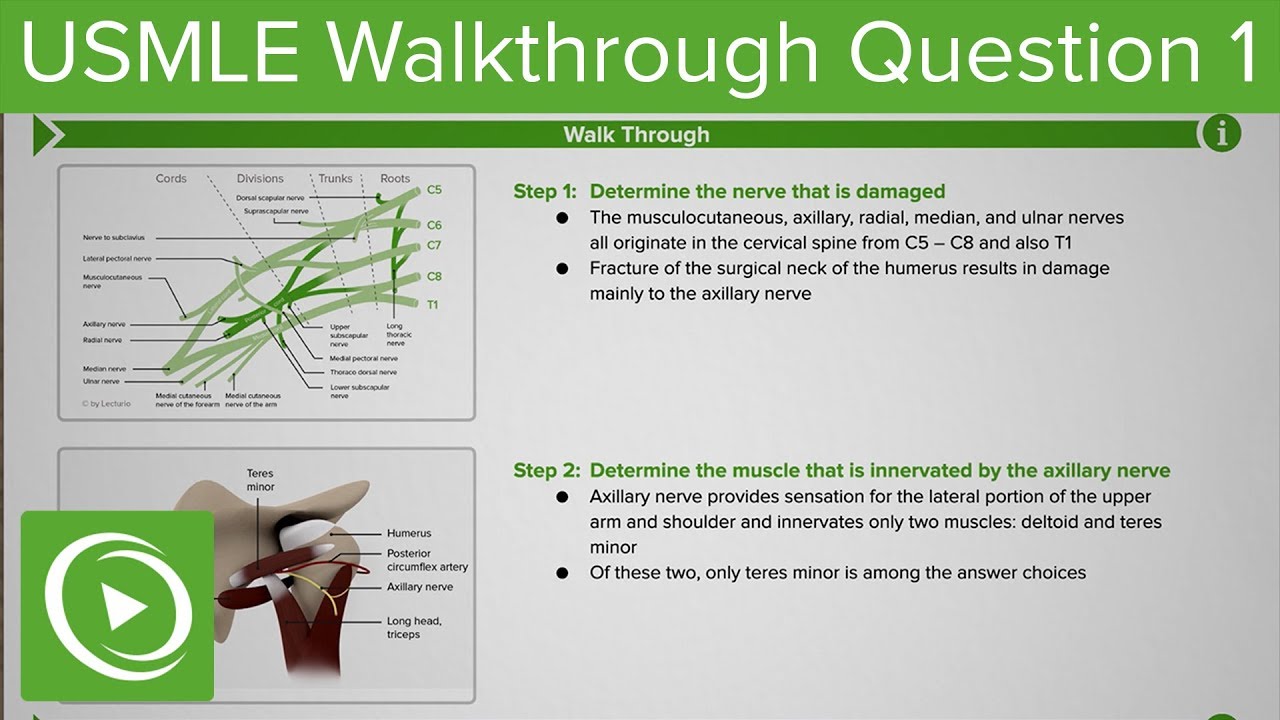USMLE Step 1 Anatomy Question #1: Walkthrough Tutorial by DocOssareh | Lecturio