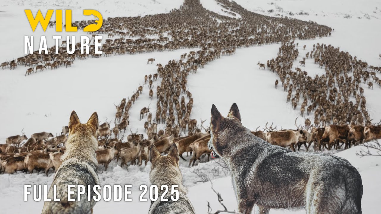 YUKON WILDERNESS | The Migration Journey and the Timeless Struggle for Survival #naturedocumentaries