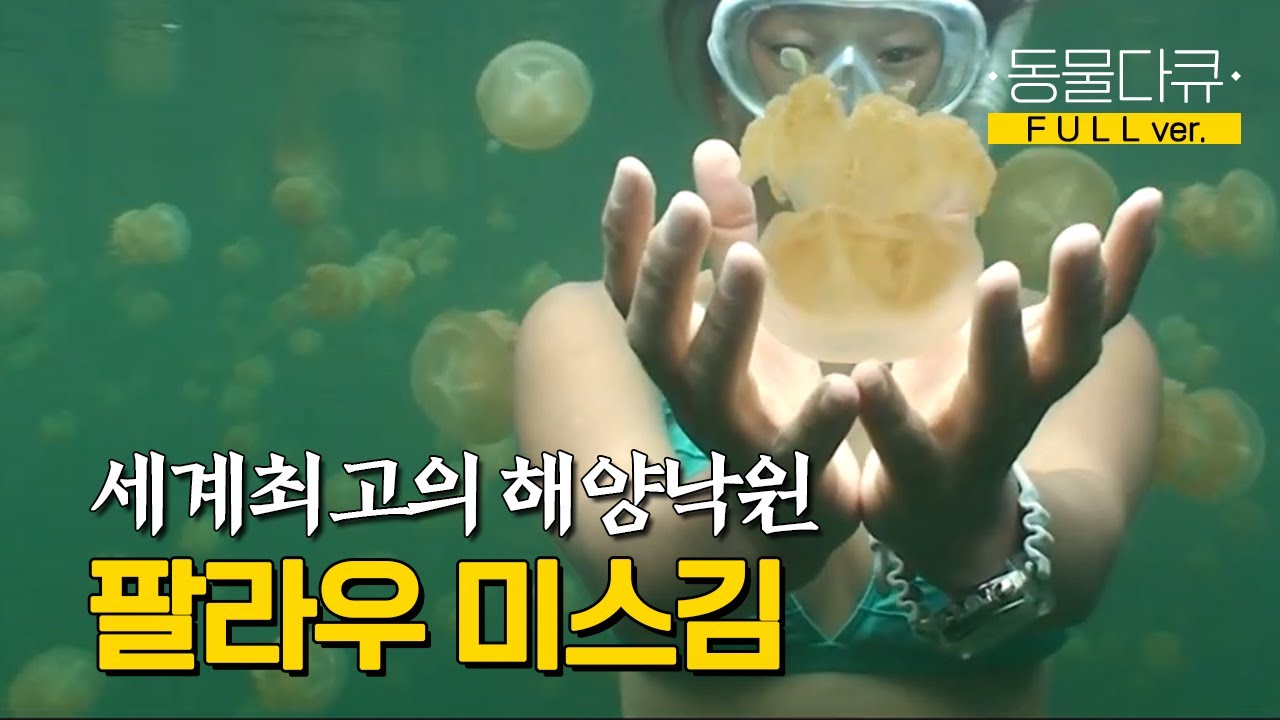 [풀버전] 팔라우 바다는 나의 일터! 수중세계를 안내하는 미스김 l KBS 수요기획 080402 방송