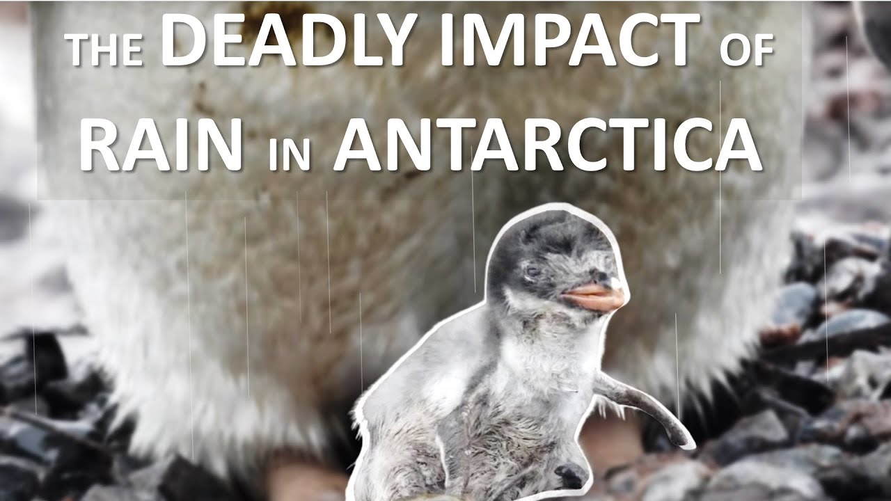 Just Warming Up? The Deadly Impact of Rain in Antarctica