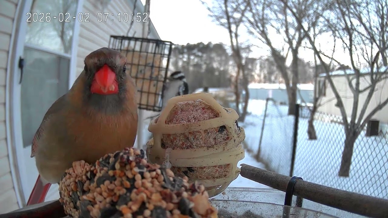 Bird of the day February 2nd 2026
