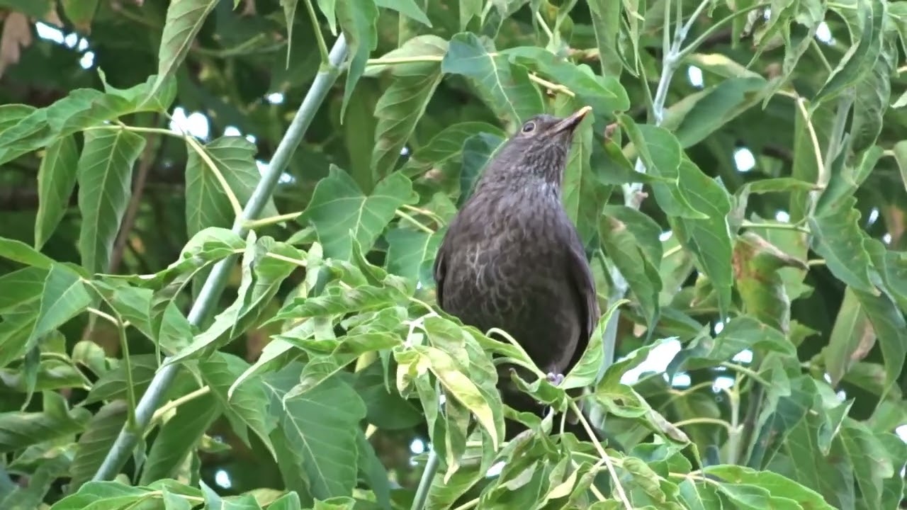 Female Blackbird calling