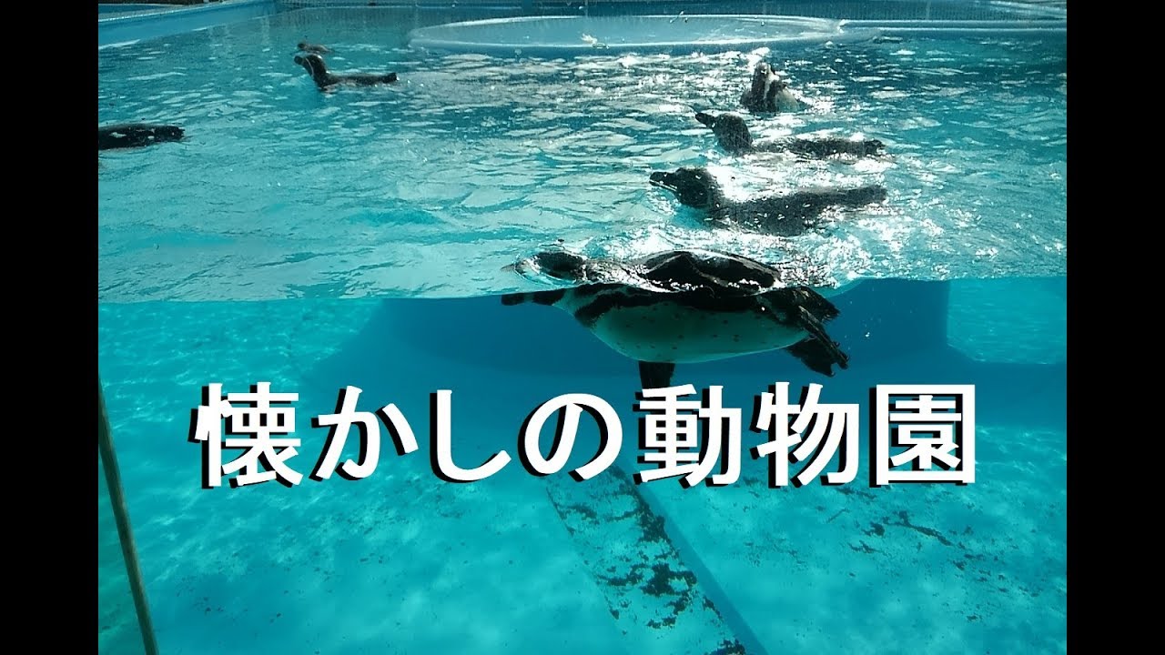 【王子動物園】水景を見て夏を楽しむ（osaka-Kansal Travel Zoo)