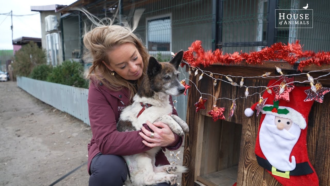 Nederlands kerstdorp voor oorlogsdieren in Oekraïne - House of Animals
