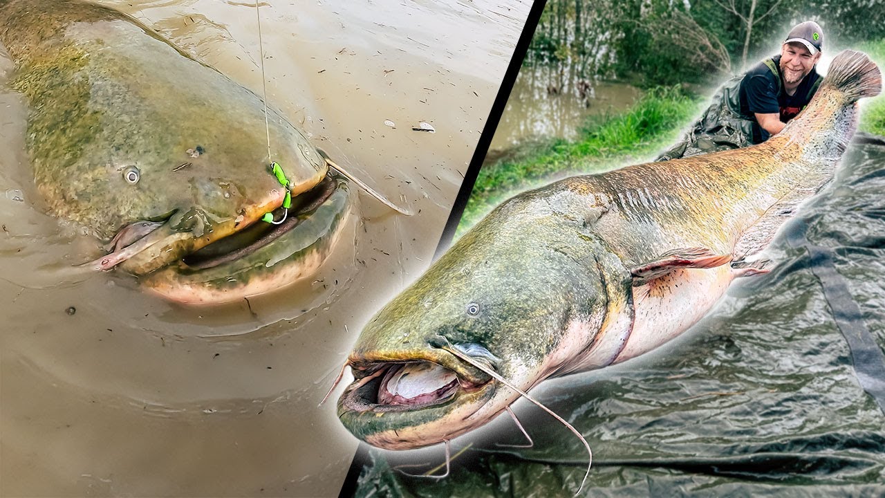 Großfische in Serie | DAS erlebt man selten