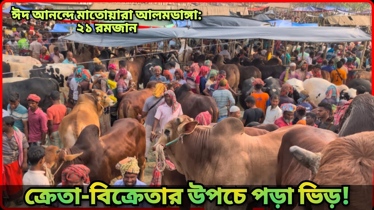 @একটু পা রাখার জায়গা নেই #আলমডাঙ্গা হাটে; কেনাকাটার ধুম! ২১ রমজানে #livestock #alomdangagorurbazar 