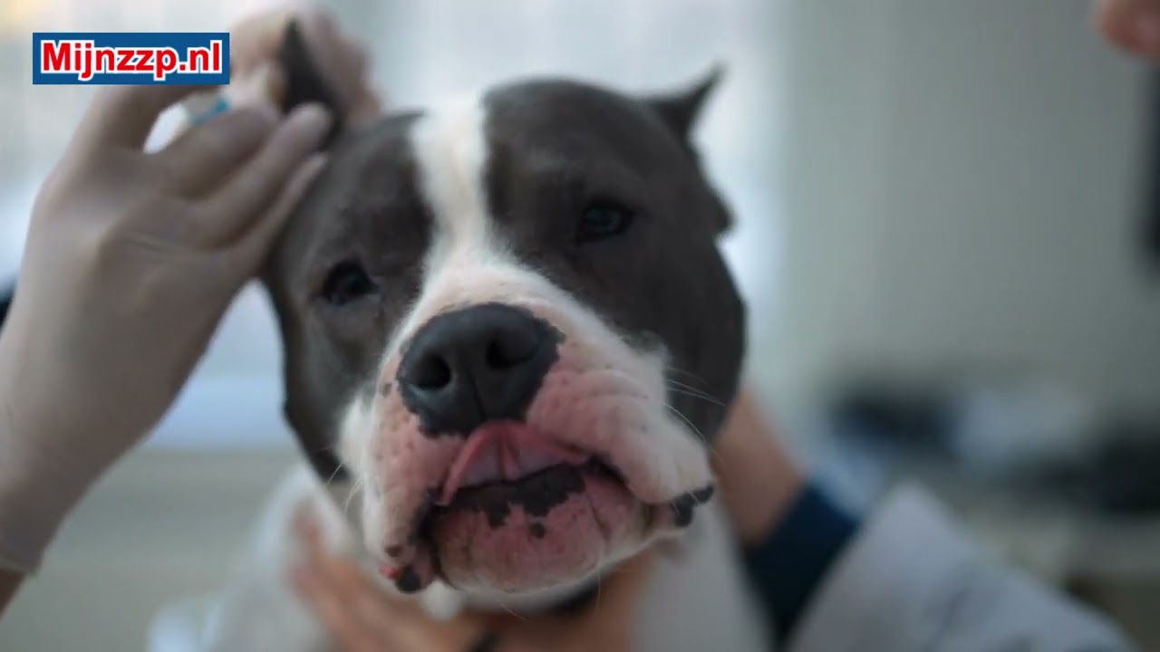 Wat doet een dierenverzorger?