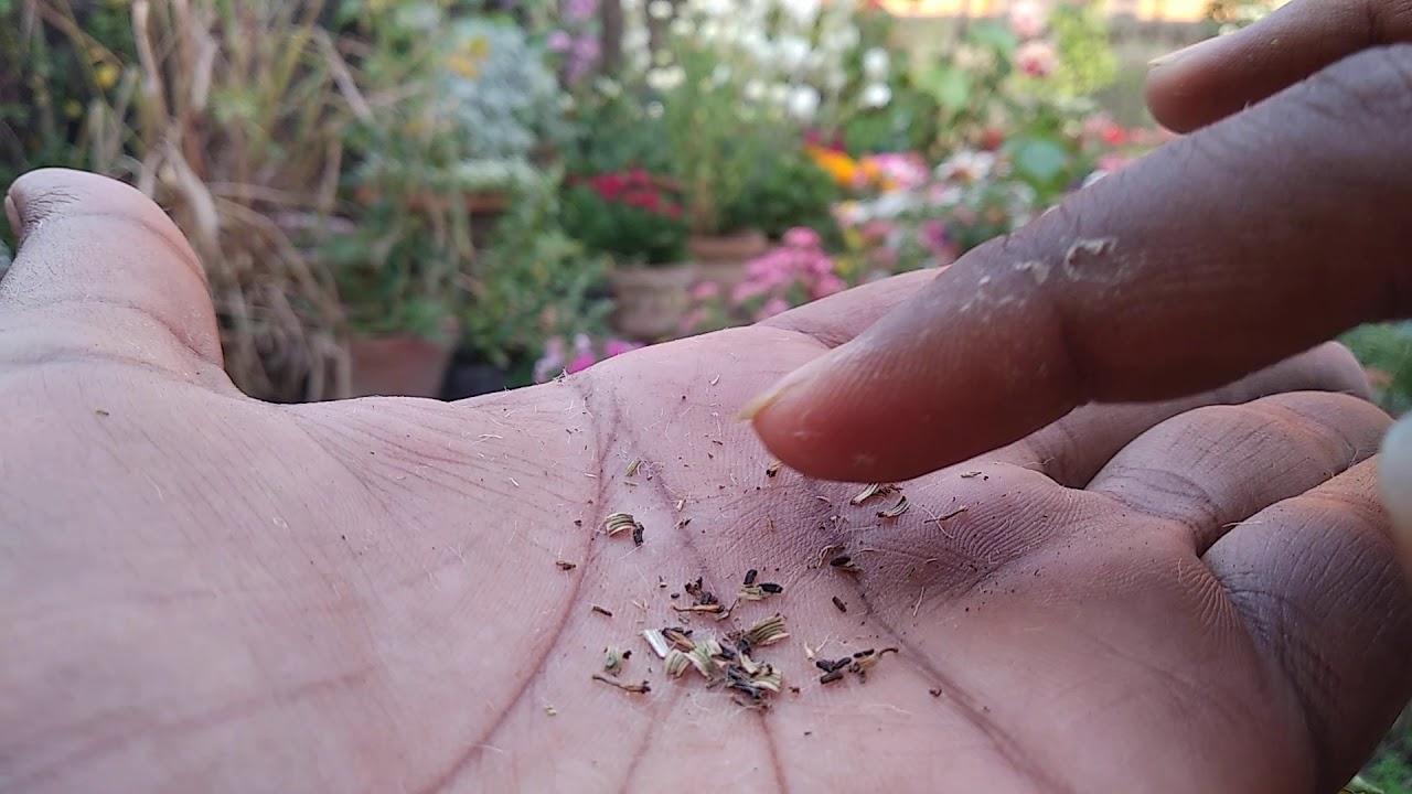 Collecting seeds of Cineraria.....