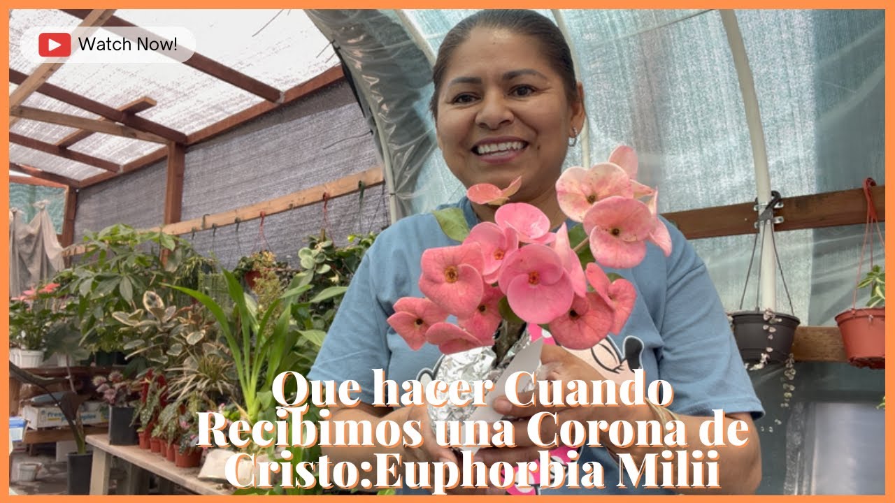 Que hacer Cuando Recibimos una Corona de Cristo:Euphorbia Milii
