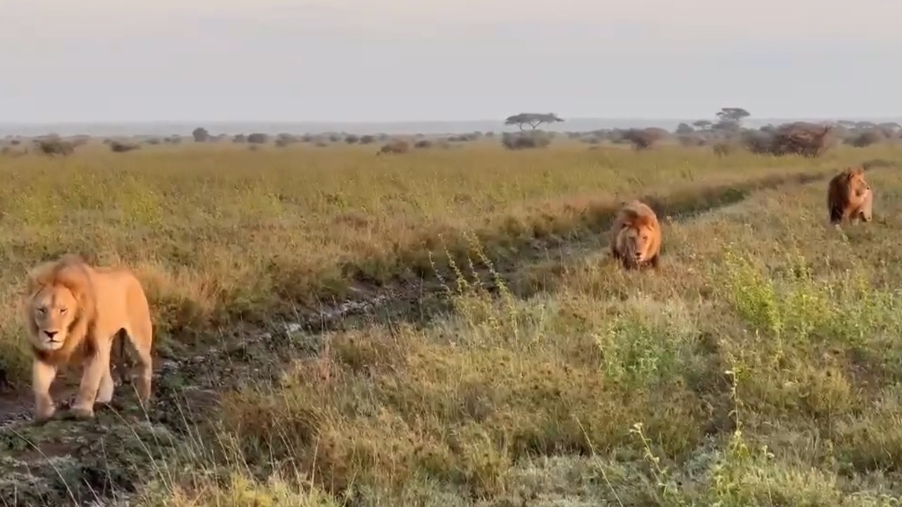 Golden Boys (Sons of Famous Bob Jr Lion) taking over Zebra Kopjes Pride | Lion Warfare | Today