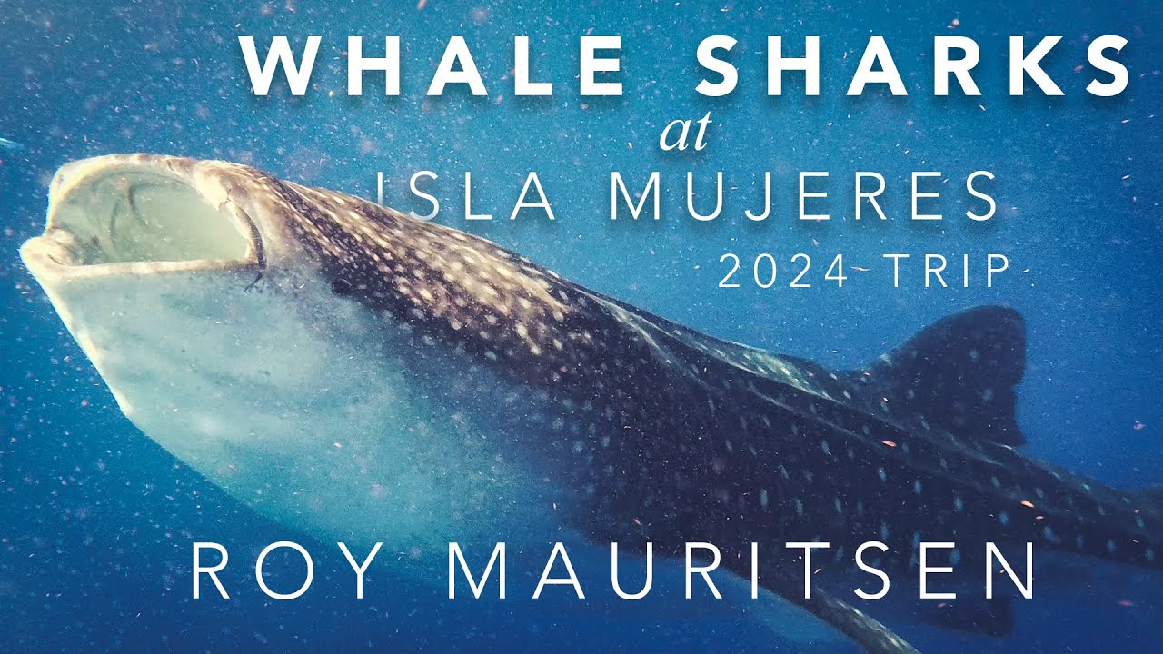 whale sharks at Isla Mujeres 2024