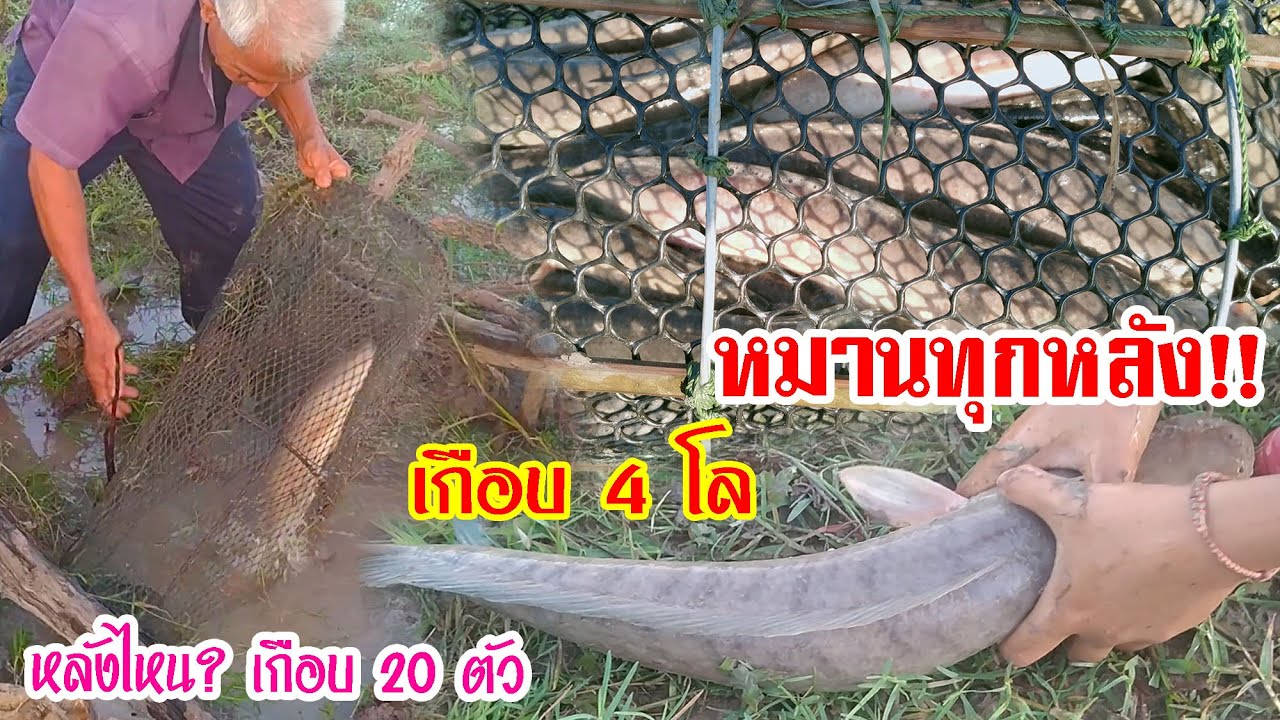 ป๊าดดด!! ยามลอบปลา ครั้งนี้หมานกว่าทุกครั้ง - อีสาน บ้านโนน