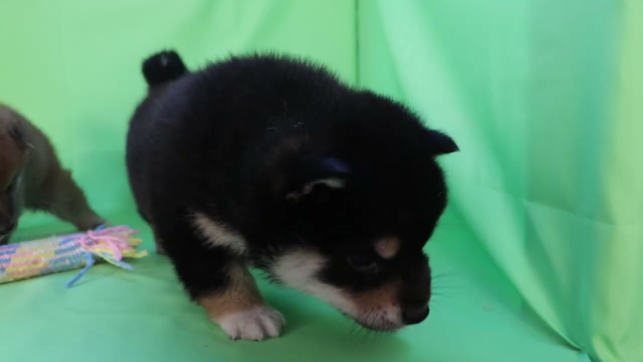 黒柴男子　2026年1月22日生まれ