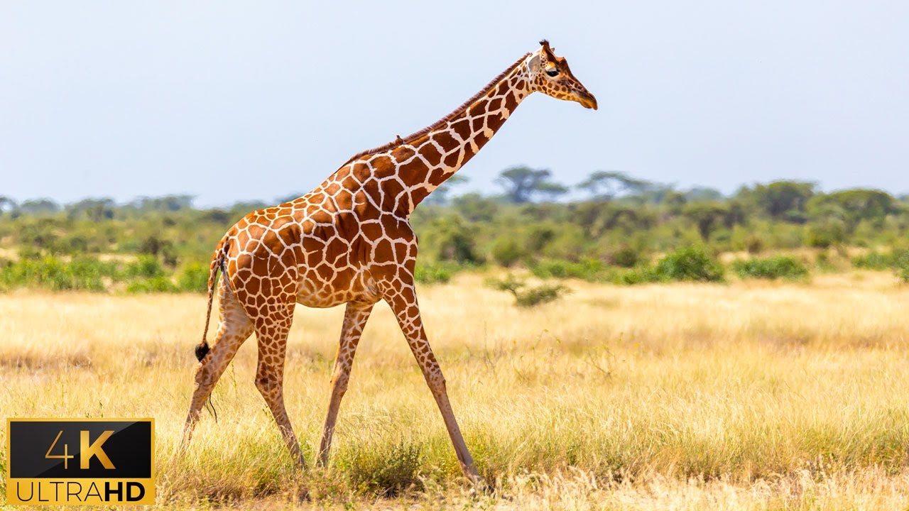 4K African Wildlife: Aberdare National Park - Scenic Wildlife Film With Real Sounds