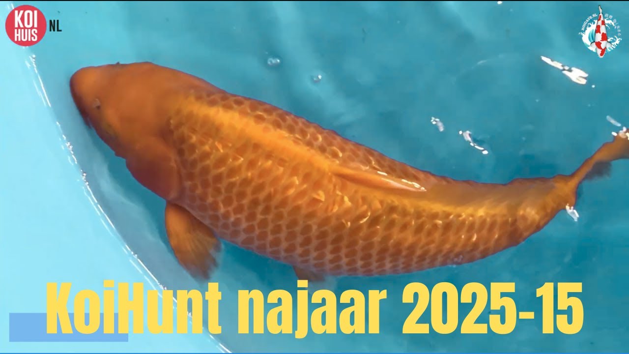 Koihunt осень 2025 часть 15