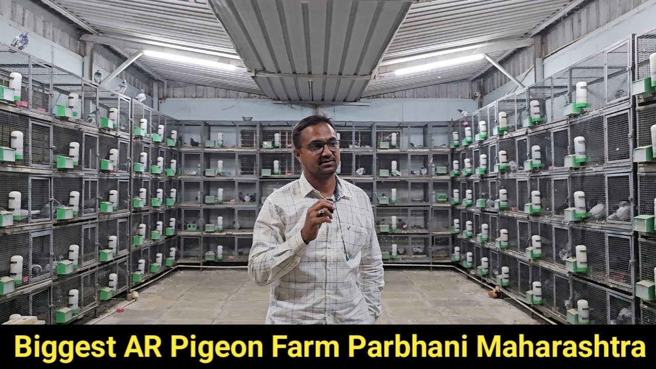 Biggest Pigeon Farm. सबसे जादा कबूतर AR Pigeon Farm. Parbhani. Maharashtra.