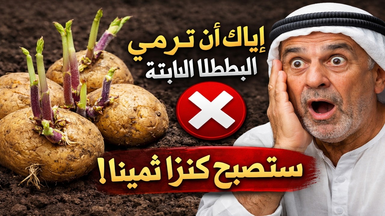 هل نبتت البطاطا لديك؟ إياك أن ترميها!