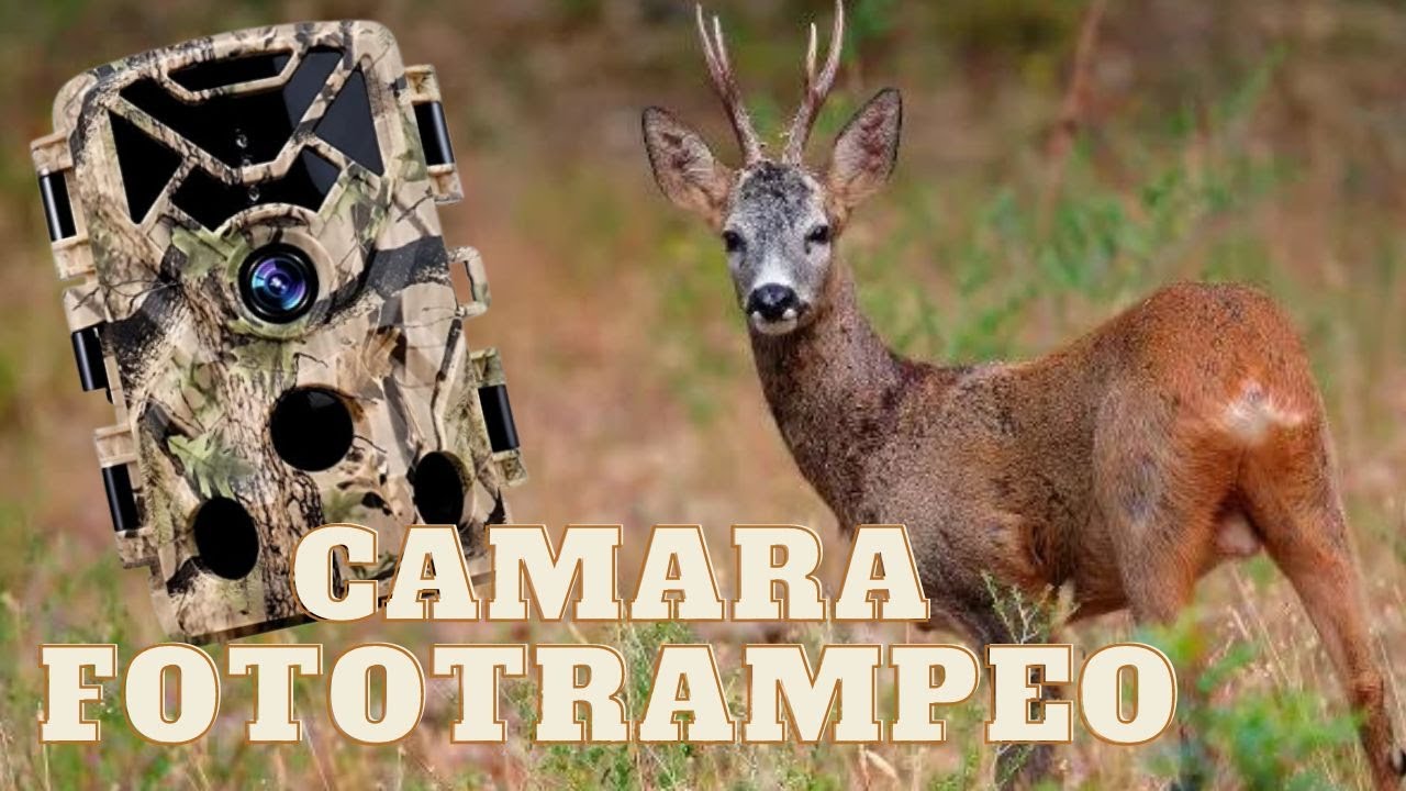 La mejor cámara de fototrampeo calidad/precio 📷📹🦙🌲🌲