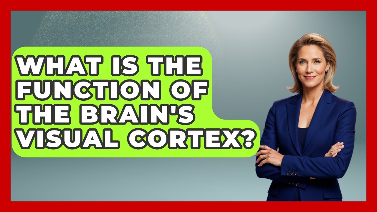 What Is the Function of the Brain's Visual Cortex? | All About Anatomy Answers News