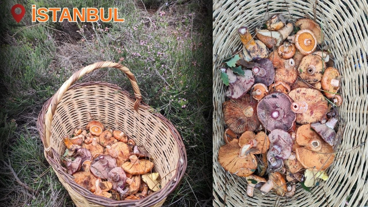 Huzurun Adı: Sessiz Bir Kanlıca Mantar Yolculuğu 🍄