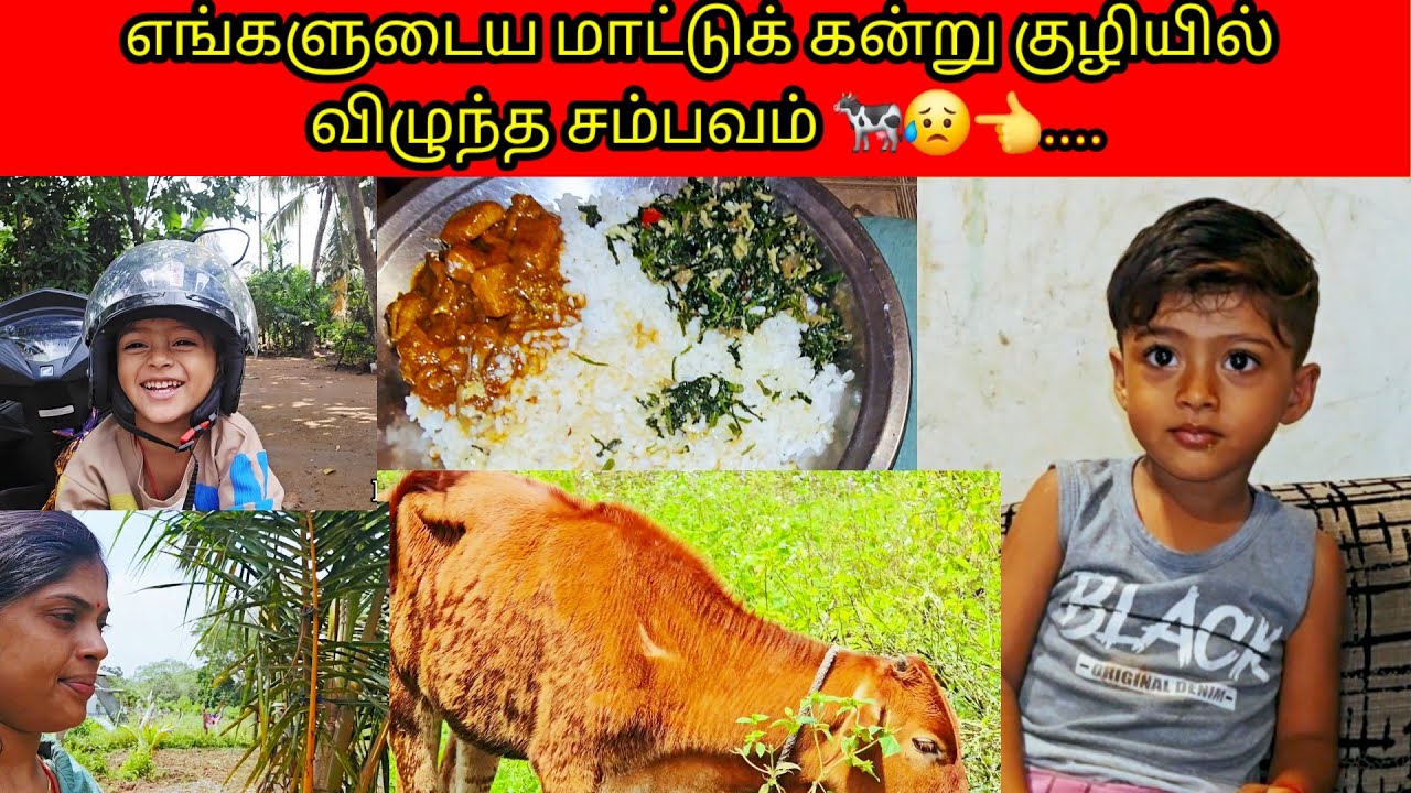 எங்களுடைய மாட்டுக் கன்று குழியில் விழுந்த சம்பவம் 🐄😥👈..../PKR family/tamil vlogs 