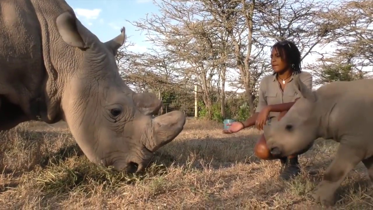 Ringo meets Sudan