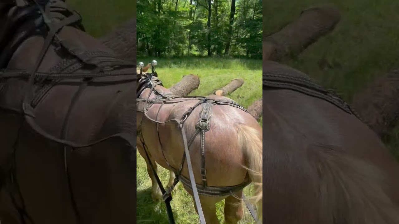 #logger #horselogging #springweather #drafthorse #logs #lotsofrain #raining #horse #loggerlife