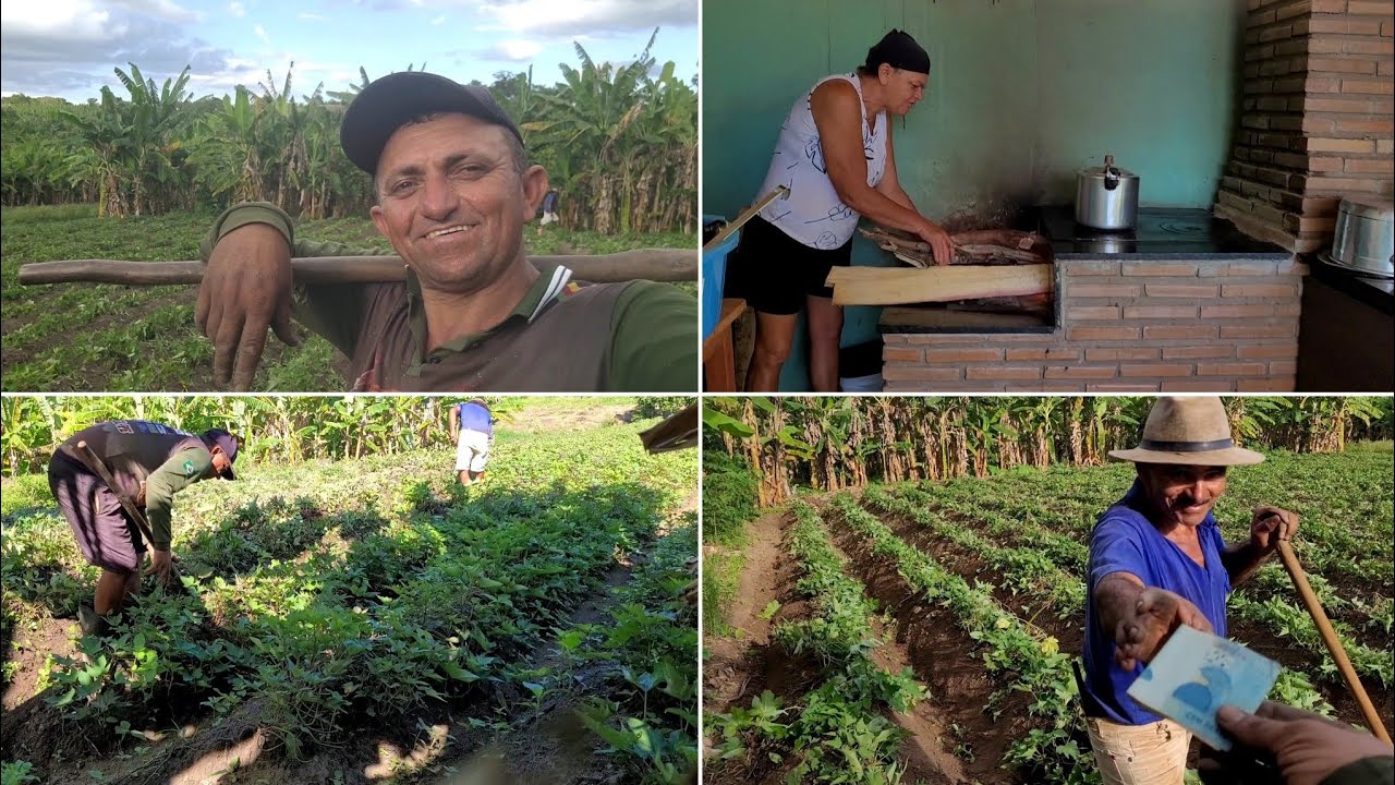 COM MUITO TRABALHO EU E ROBERTO DEIXAMOS A ROÇA LIMPA! AGORA É SÓ ESPERAR A COLHEITA 
