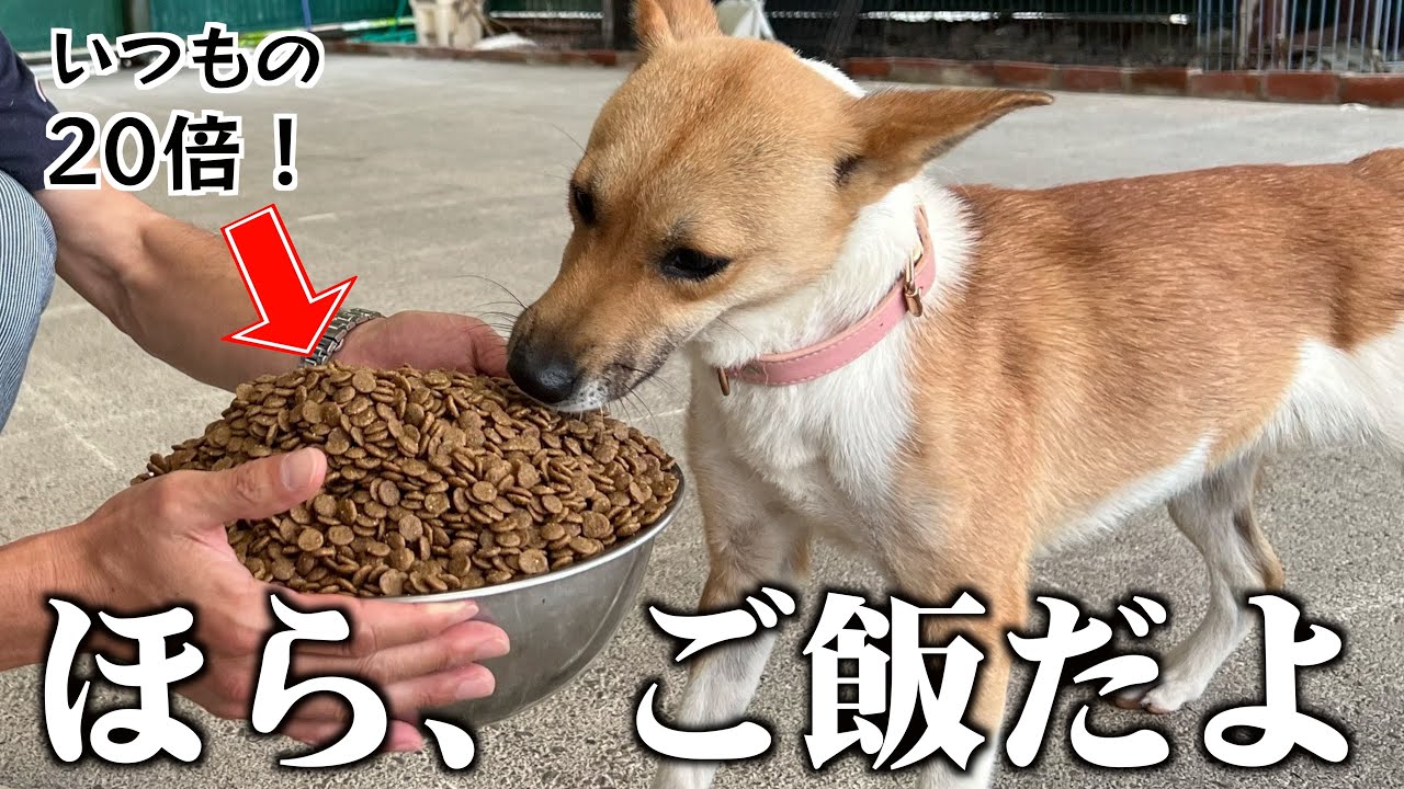 元野犬保護犬にバカみたいな量のご飯をあげてみたら面白い反応撮れた！