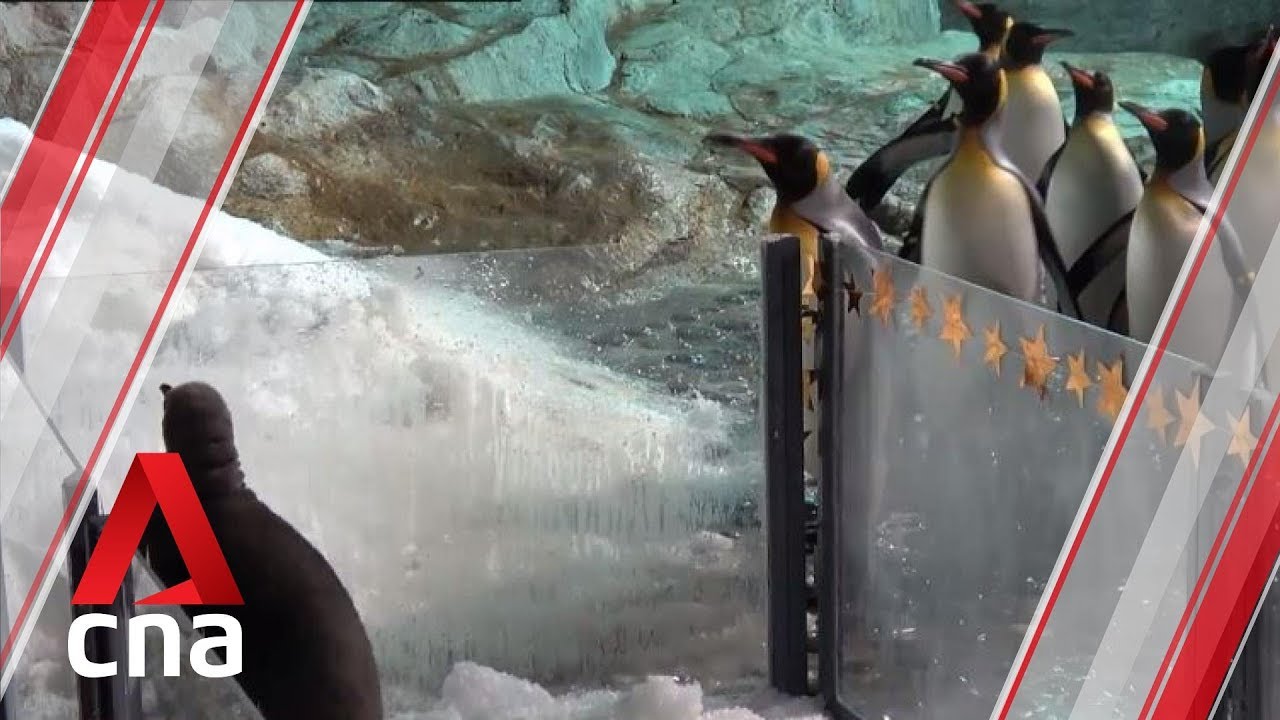 Singapore's Jurong Bird Park welcomes three king penguin chicks