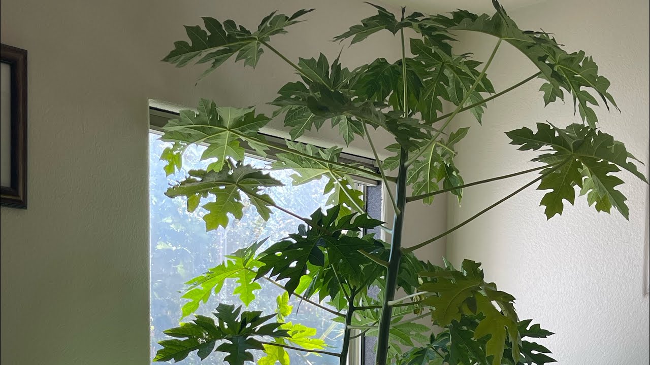 Growing Papaya Indoor During the Cold Season in Las Vegas