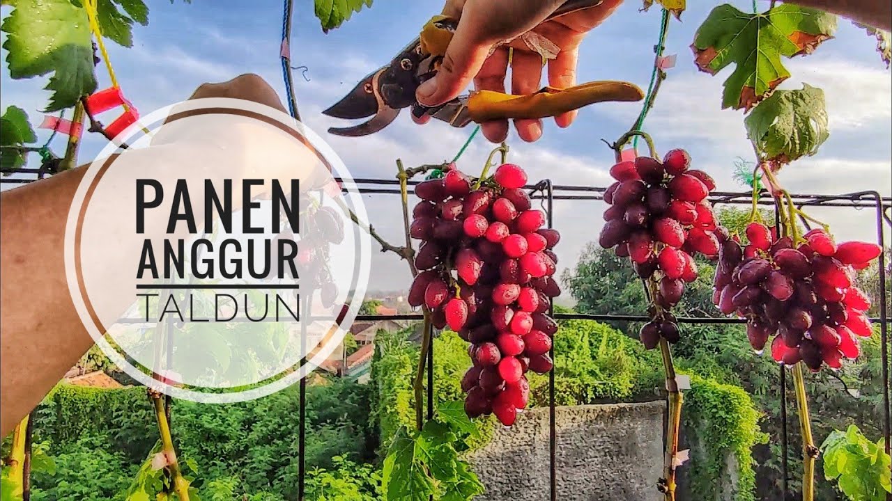 Anggur Taldun Part 4 | Panen