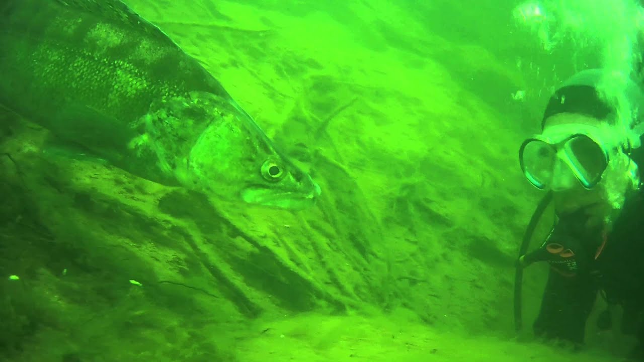 pikeperch  attack- cand&aacute;t &uacute;toč&iacute;