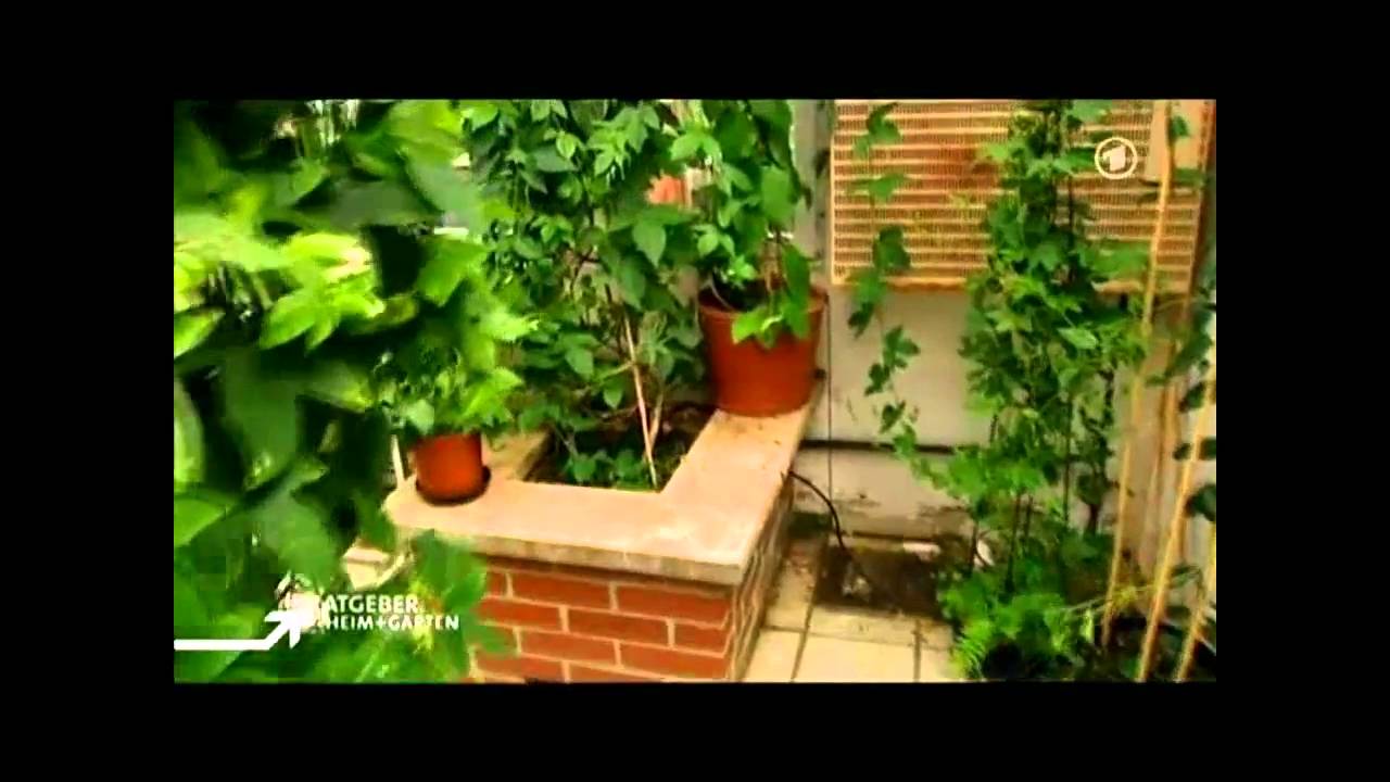 Die Passionsblume  (ARD-Ratgeber: Heim & Garten)