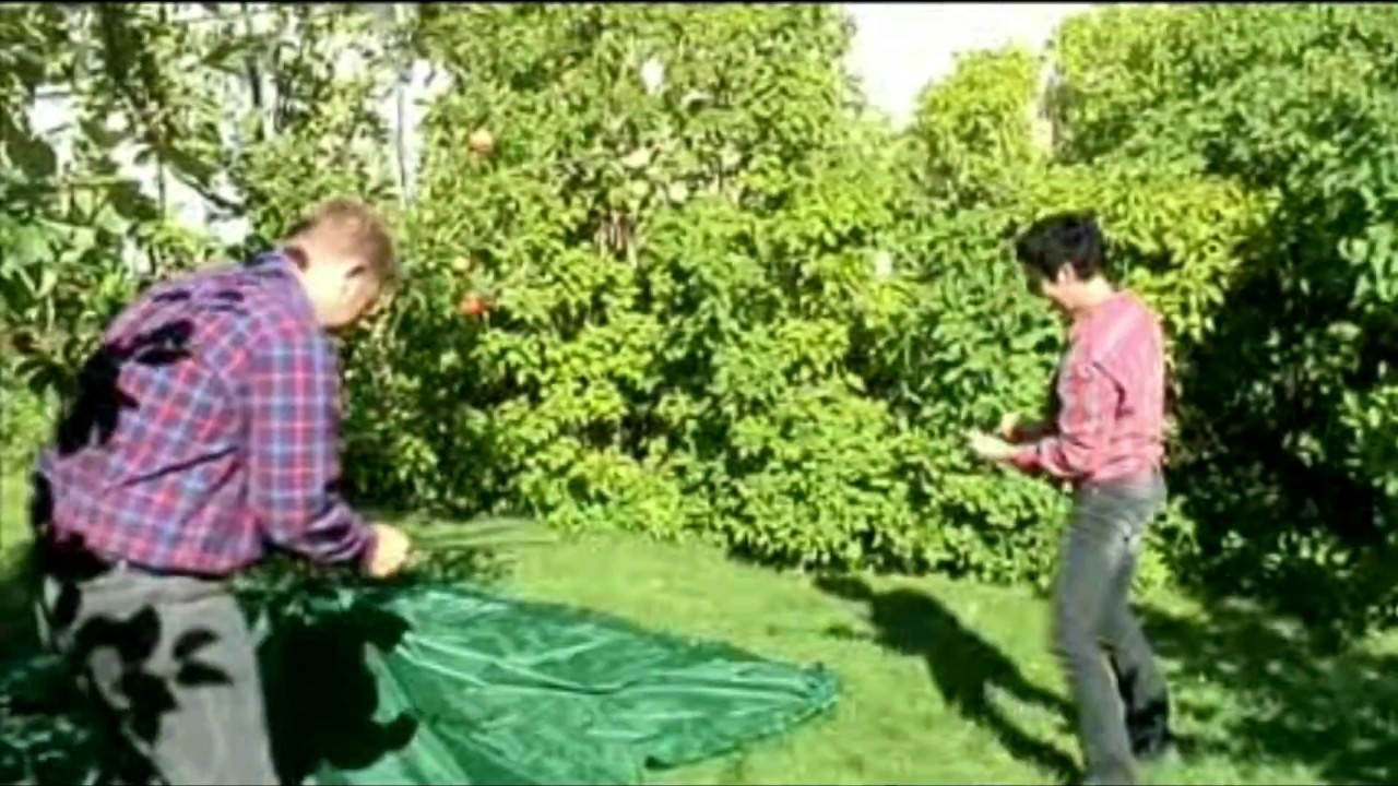 Fruit Collector   The Original Fruit collector - how to use