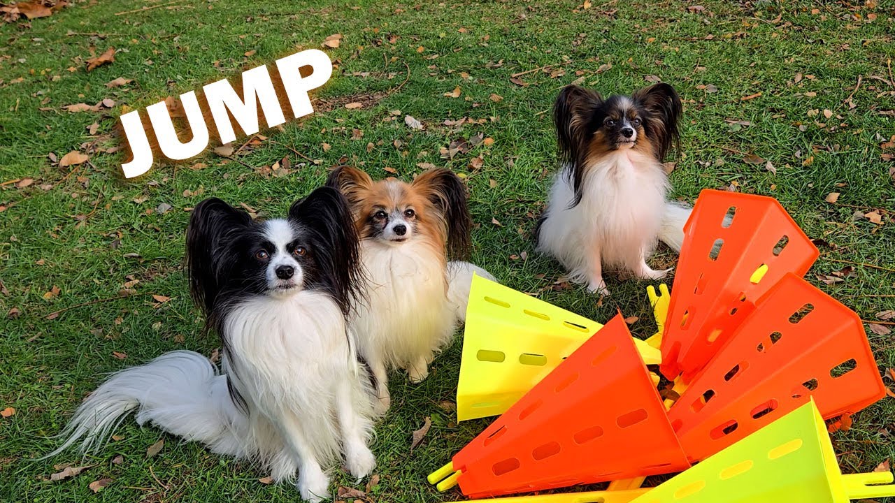 What Happens When Three Papillons Try New Jumps